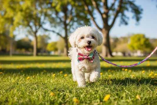 Dog Collar & Leash Set – Adjustable Matching Walking Set for All Dog Sizes - Fur Babies Pet Store