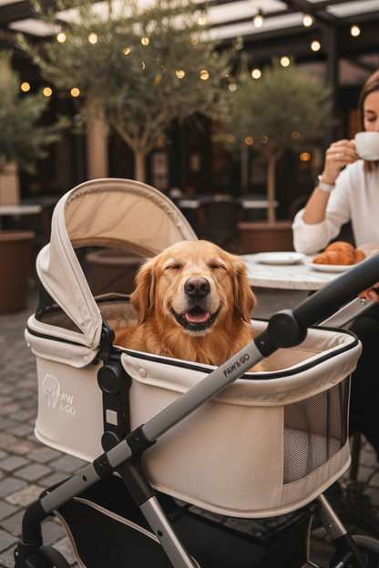 Dog in stroller at café