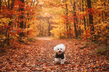 Plaid Jacket Autumn Lifestyle